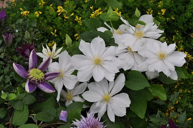 봄 이미지 일러스트 따뜻한 봄 꽃 예쁜 이미지_3