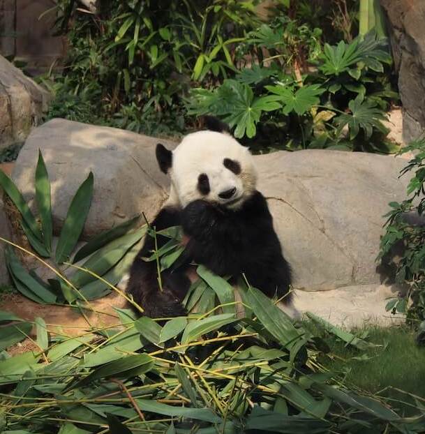 대왕판다가 풀을 먹는 모습