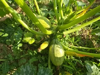 주키니 재배 모종 활착 순치기 수확 타이밍_7