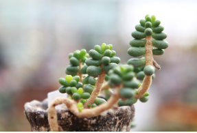 실내에서도 잘 자라는 희귀 식물 소개