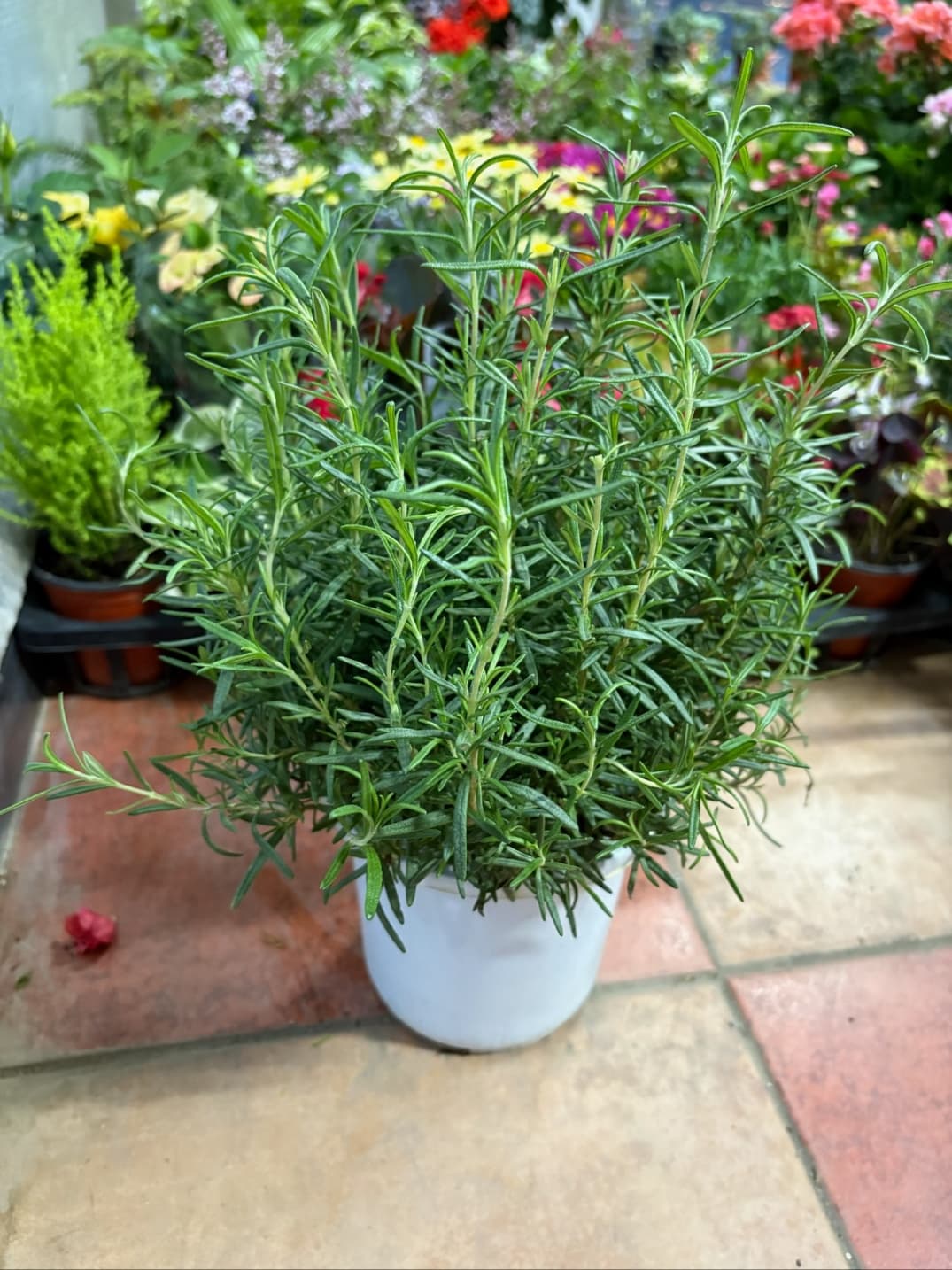 향긋한 로즈마리 키우는 법! 초보도 성공하는 30년 꽃집 사장님의 노하우 대공개