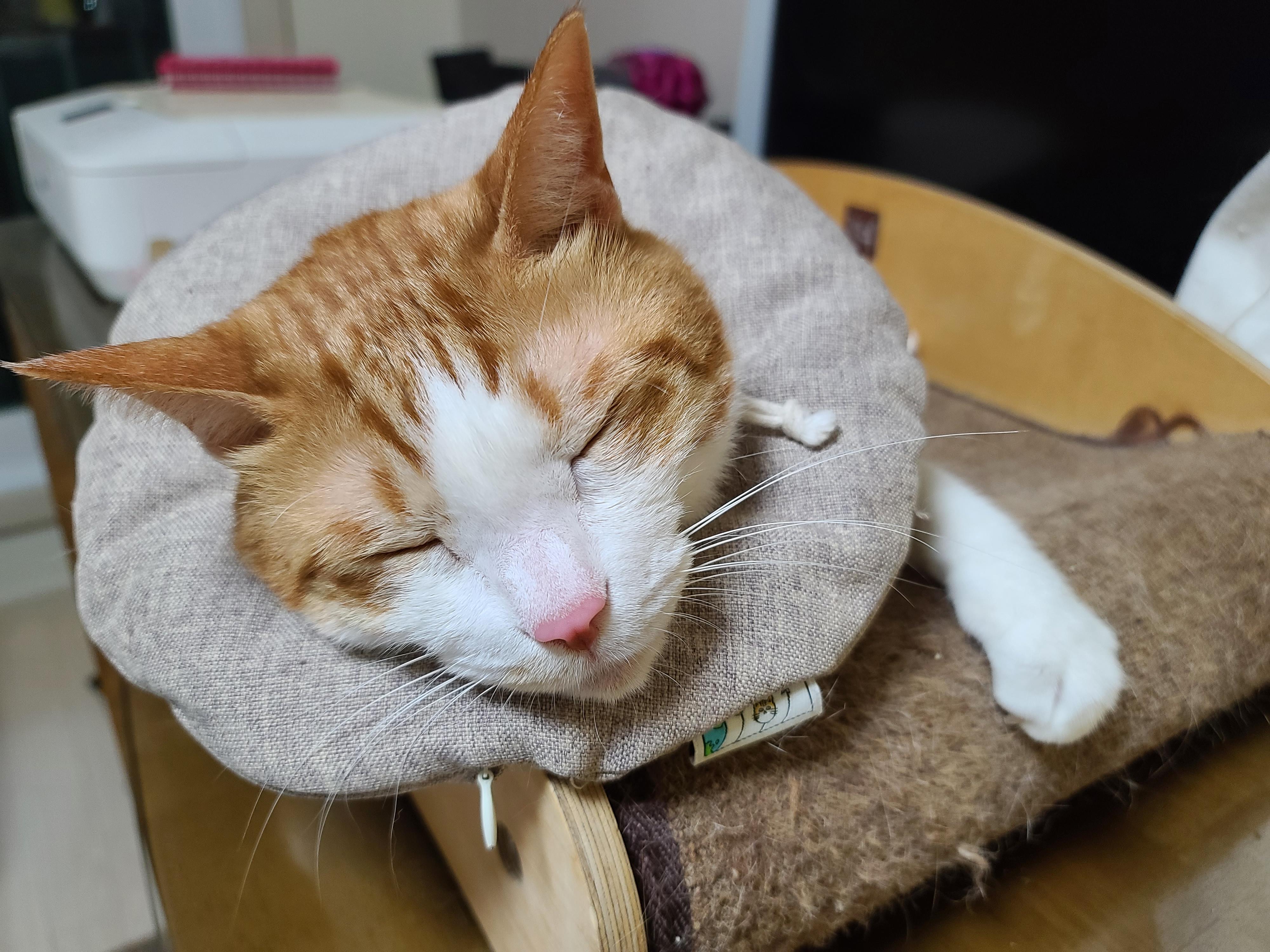 병원 다녀온 후 아픈 막둥이. 고양이+스트레스=아픔! 예민한 고양이.