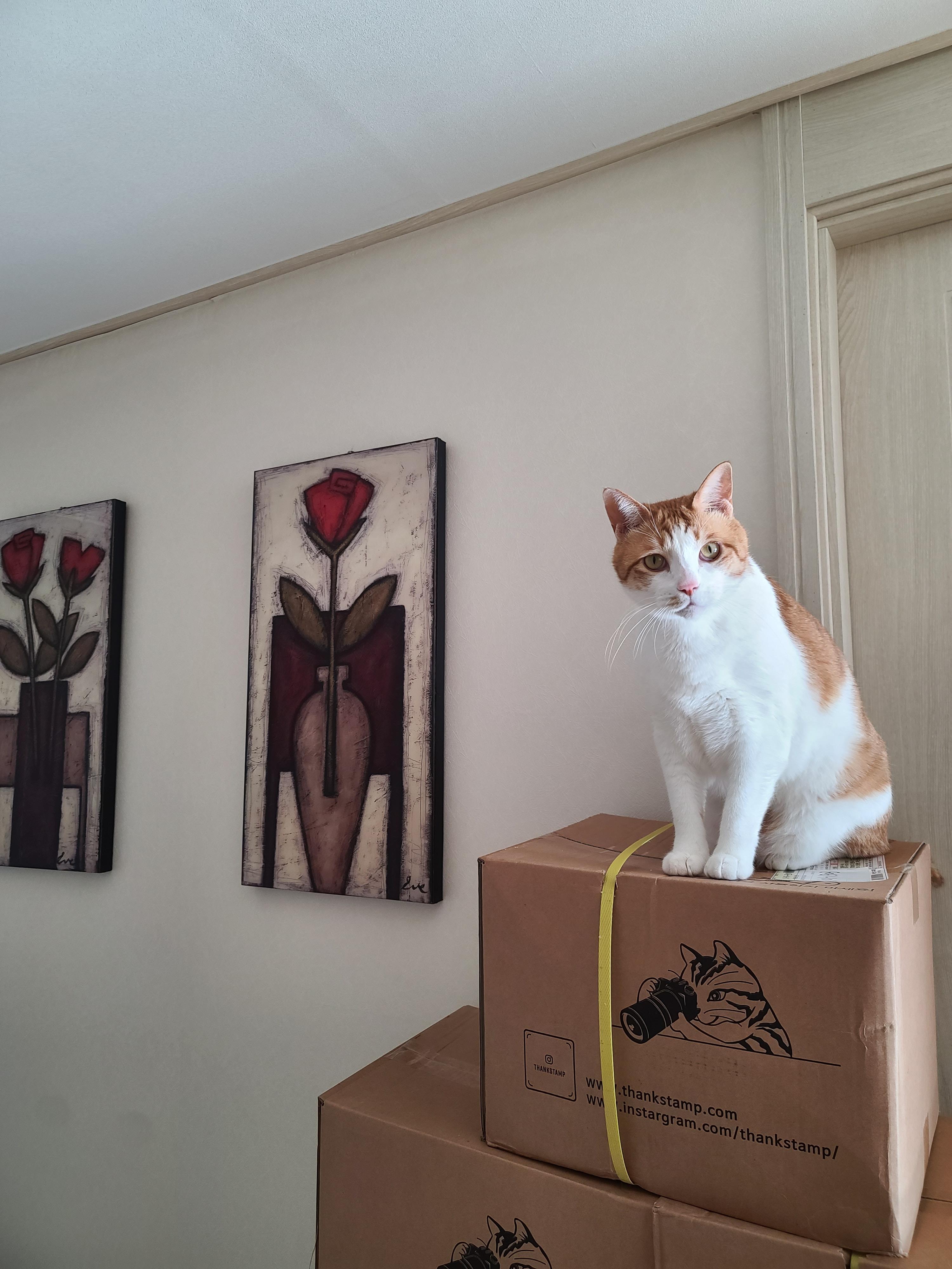 욕실앞을 지키는 막둥이 (feat.루디)