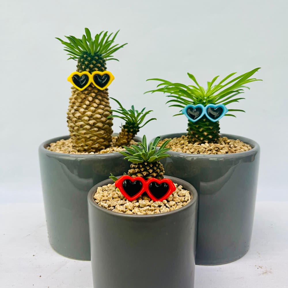 파인애플을 닮은 다육이, 괴마옥 키우기