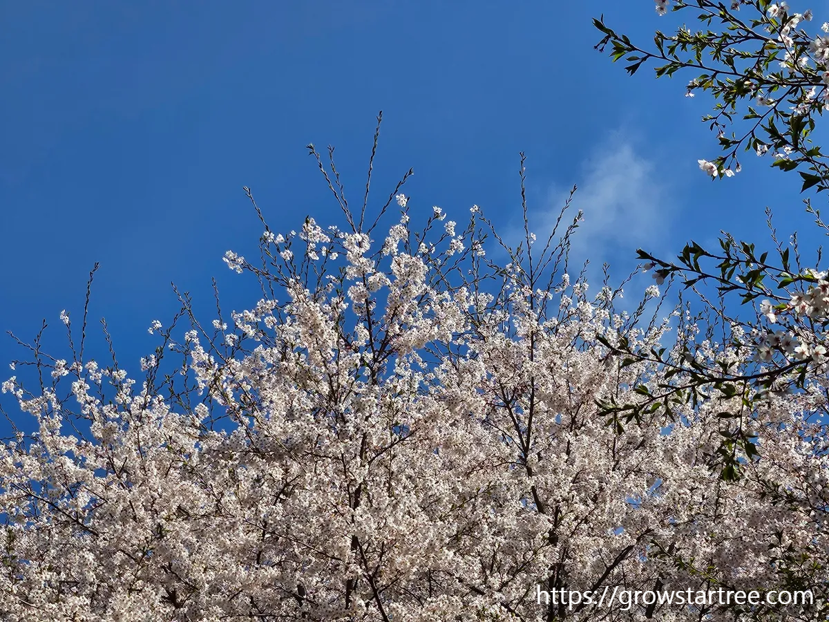 인천 연수구 봉재산 벚꽃