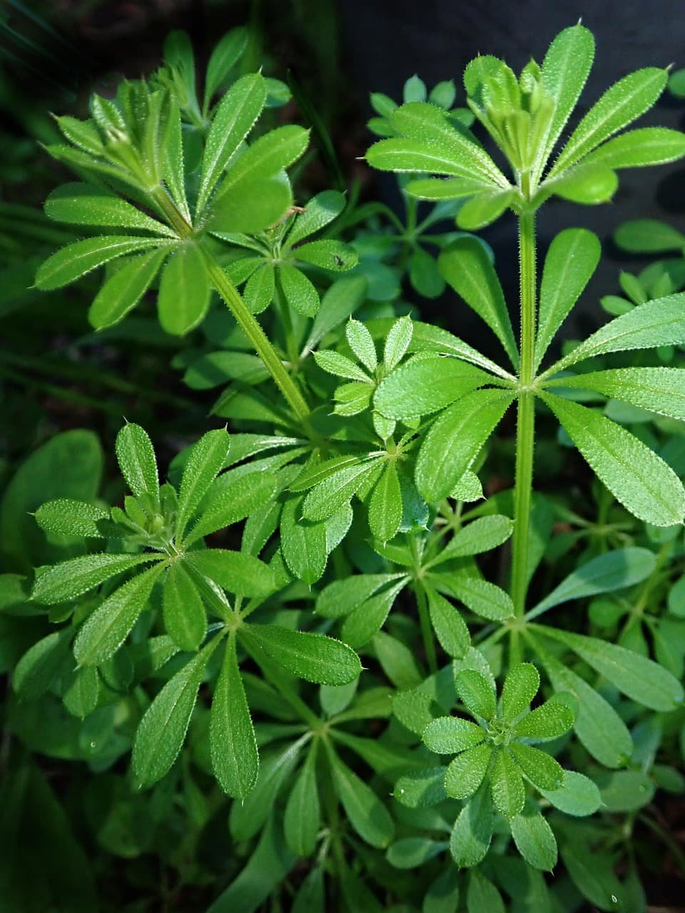 스마트하게 모기 퇴치하는 법&amp;#44; 여름이 쉬워진다