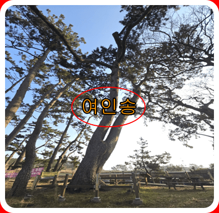 신안 자은도 명소 여인송