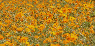 서울근교 단풍 명소 추천