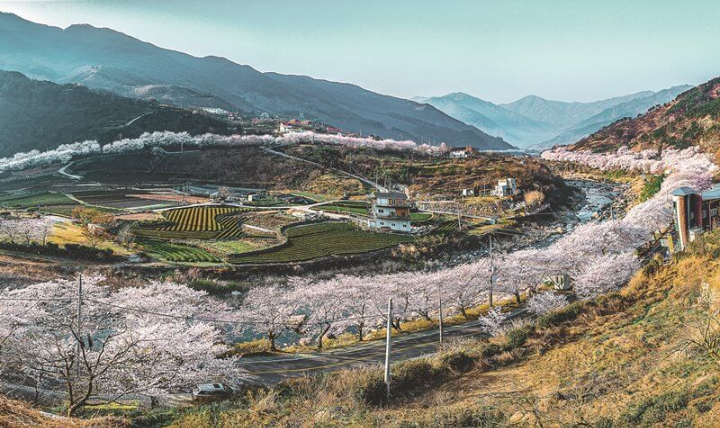 하동군 십리벚꽃길 (출처 : 공공누리)