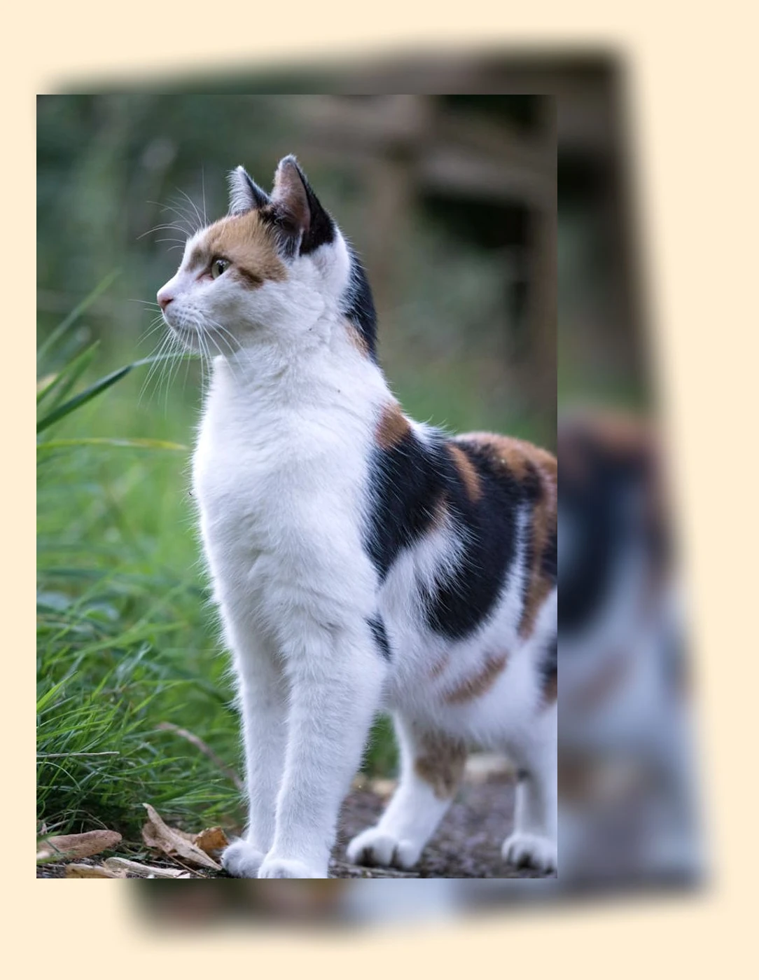 고양이 털 관리_3_subsection