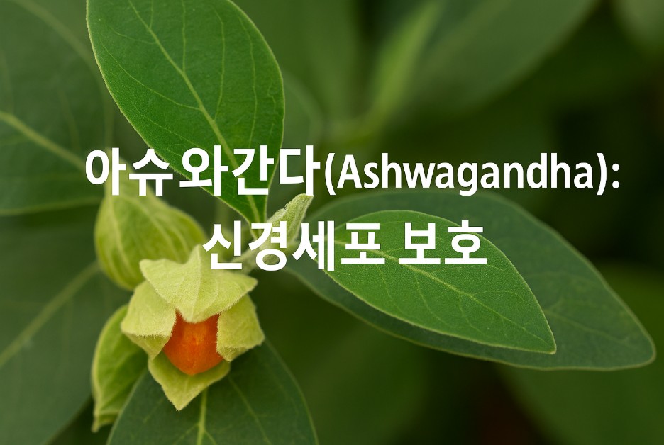 아슈와간다 식물의 선명한 녹색 잎과 오렌지색 열매가 클로즈업된 사진 위에 &ldquo;아슈와간다(Ashwagandha): 신경세포 보호&rdquo;라는 문구가 중앙에 굵고 하얀 글씨로 강조되어 있다. 배경은 자연광을 받은 생생한 식물의 잎들로 구성되어 있으며, 글씨와 대비를 이루며 자연적 치유의 분위기를 전한다. 이 이미지는 아슈와간다가 뇌와 신경계 건강에 도움을 주는 허브라는 메시지를 시각적으로 전달한다.