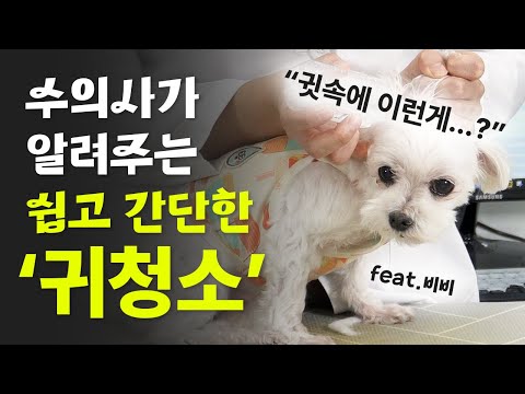 강아지 귀 청소