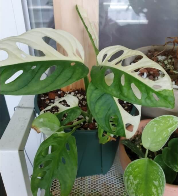 무늬아단소니는 몬스테라 아단소니의 키메라 돌연변이로 잎에 흰색 또는 노란색의 무늬가 있습니다. 몬스테라 아단소니는 잎의 구멍때문에 스위스치즈잎이라는 별명을 가지고 있습니다.