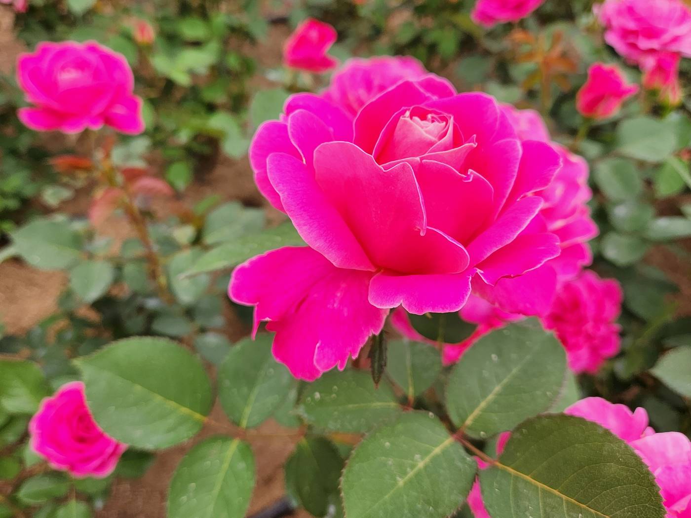 장미 핑크피스 Pink Peace