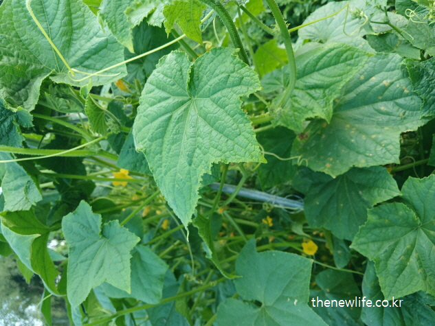 넓은 오이 잎과 피어 있는 오이꽃이 선명하게 보이는 모습