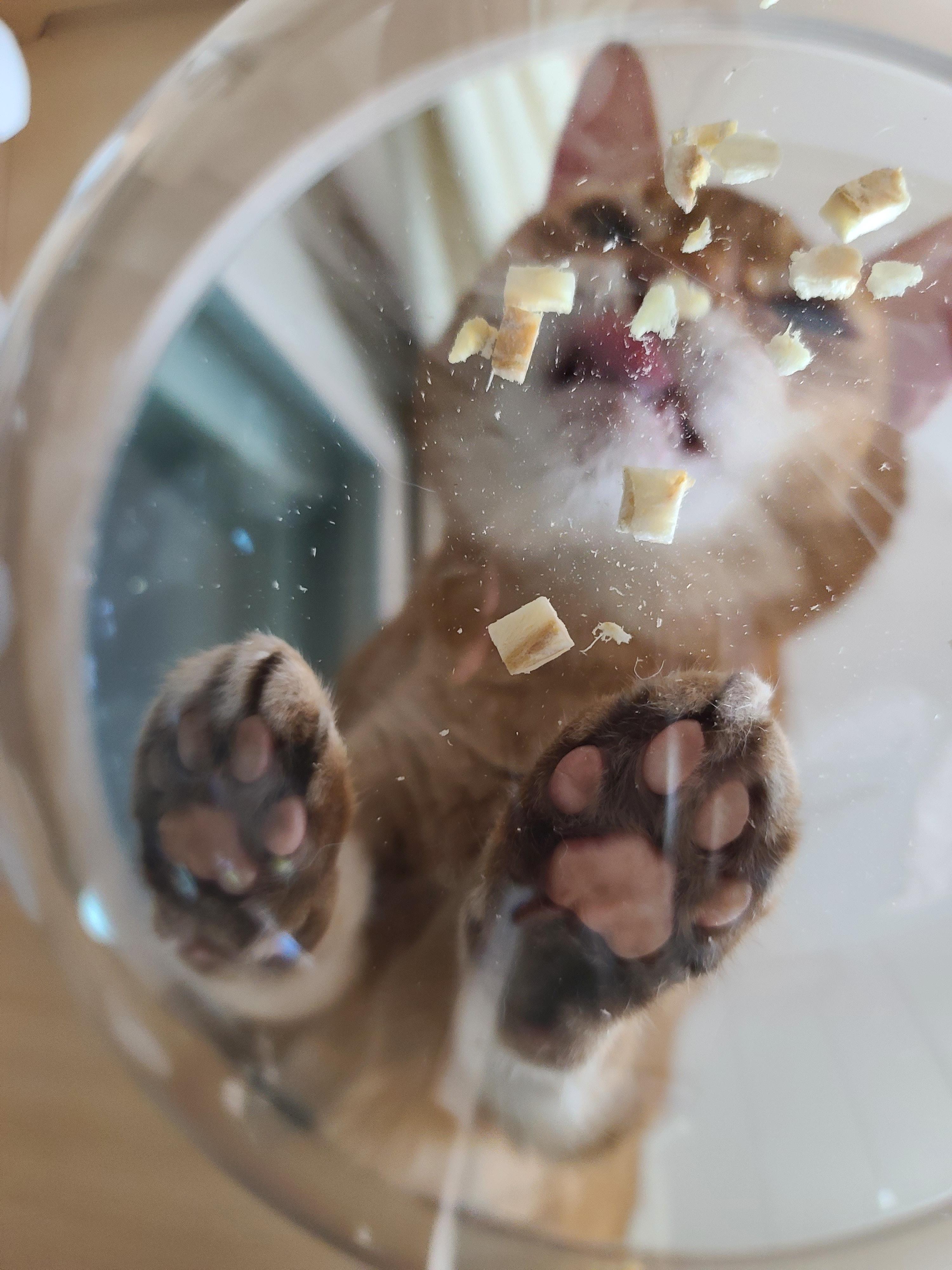 냥냥이들의 캣워크, 캣볼을 달았다. (내돈내산,스압주의)