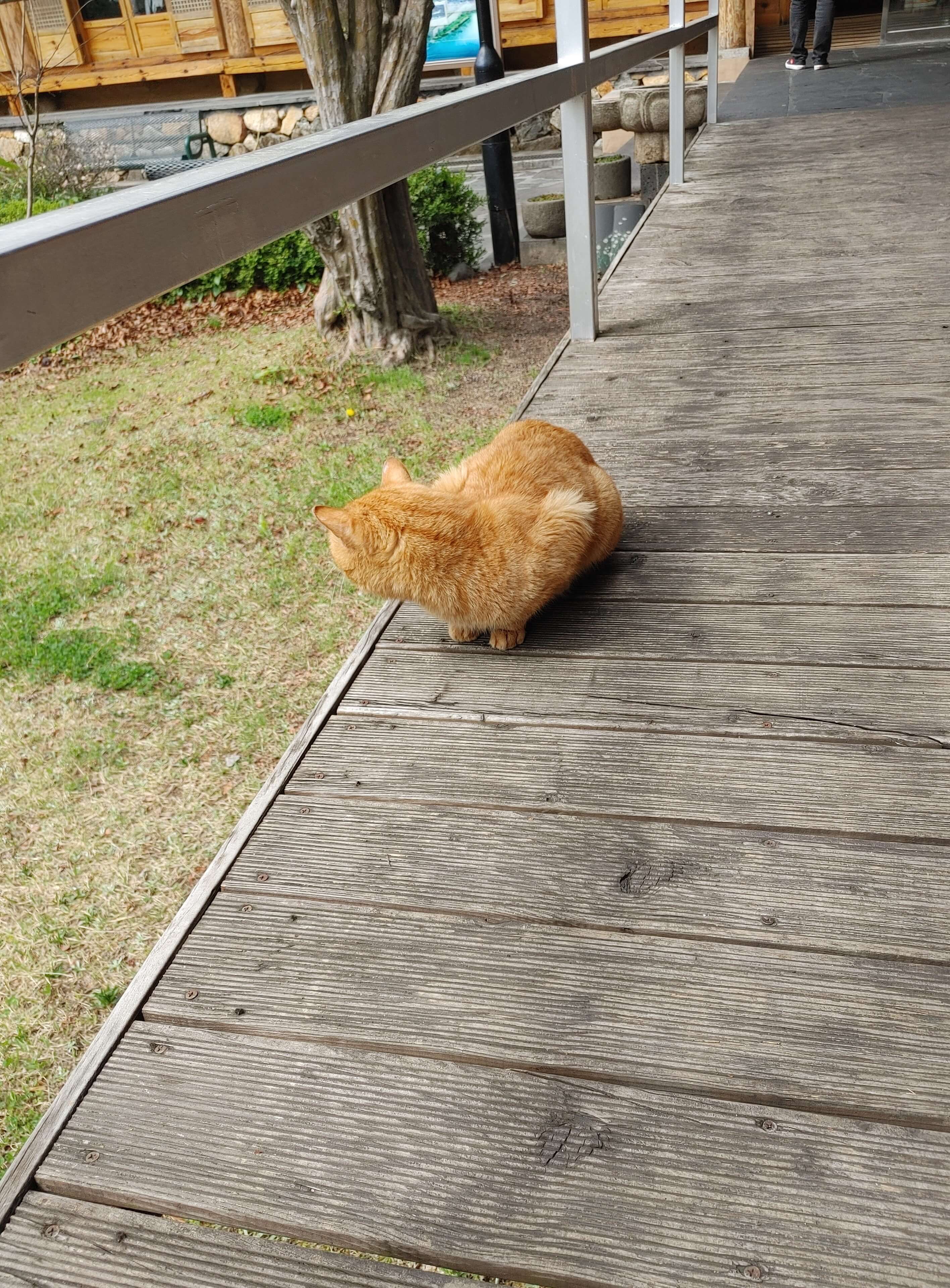 소토_한우_식육식당_본관앞_고양이