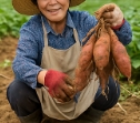 고구마 수확시기