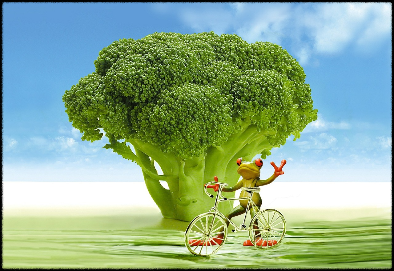 브로콜리 이미지1