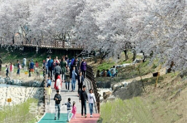 서산 해미천 벚꽃길