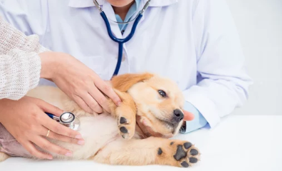 강아지아토피/출처:어도비스톡