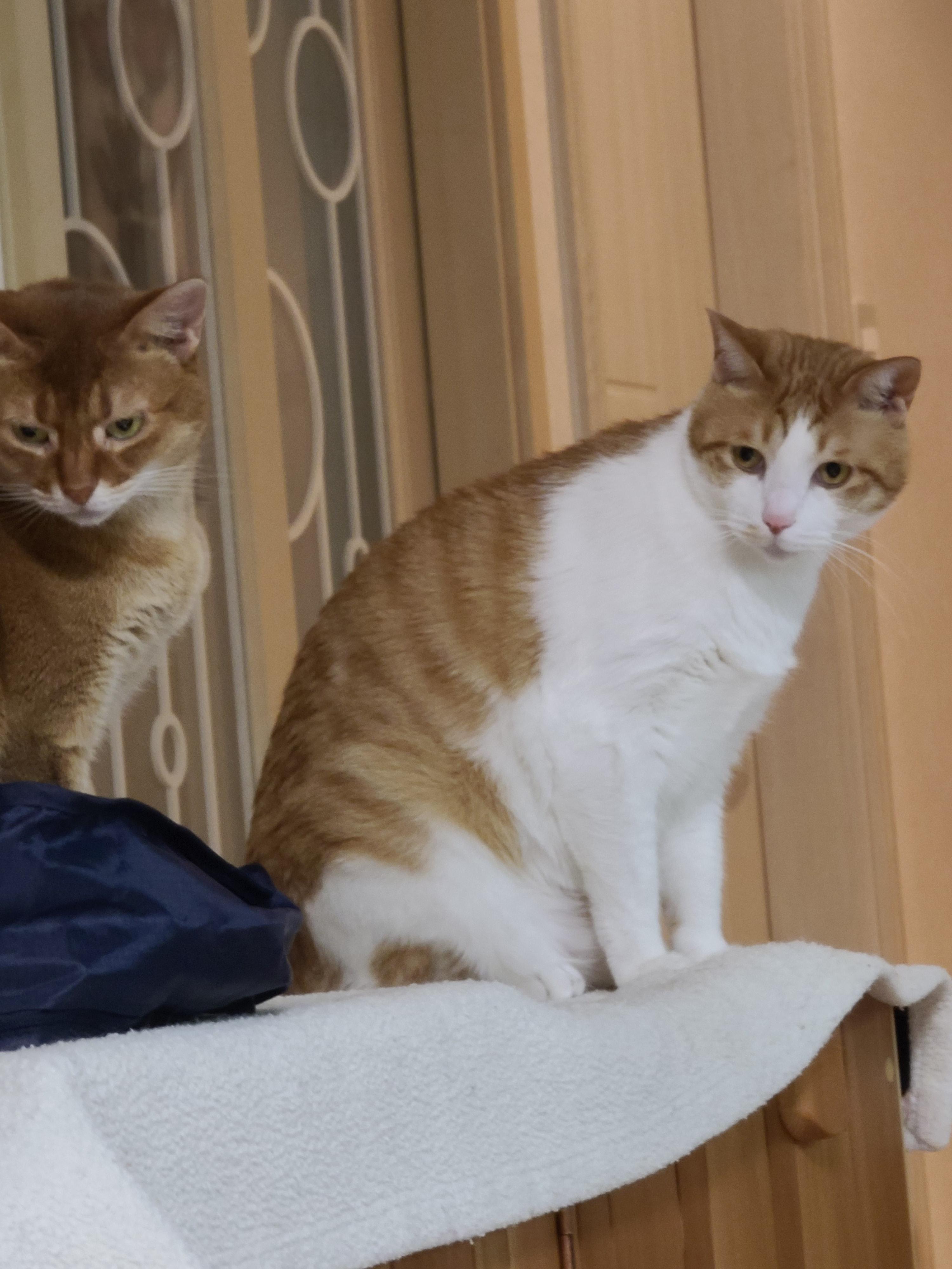 안쓰러워서 못봐주겠네진짜. 눈치보는 고양이.