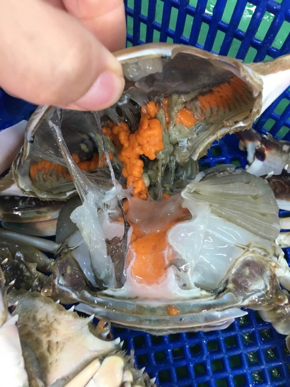 6시내고향 충남 서천 광어요리 맛집 원양호 수산물 온라인 주문