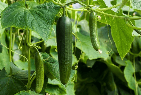 오이밭에 초록색의 잘 익은 오이들이 주렁주렁 열려있고, 손바닥보다 넓은 오이 잎들이 가득하다.