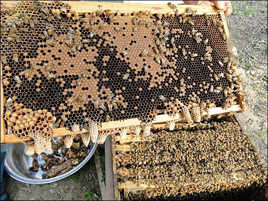 프로폴리스 효능 28
