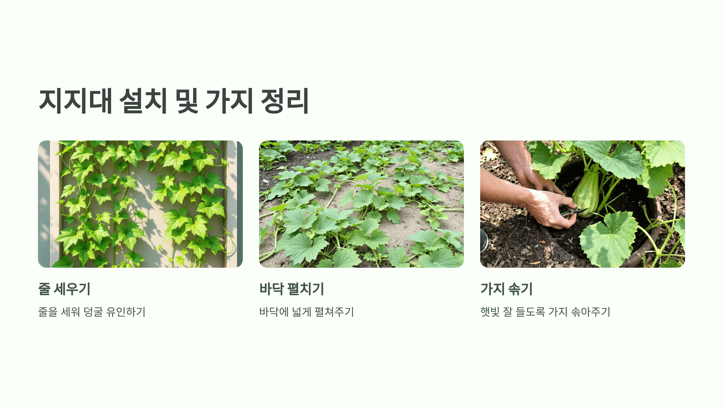 참외 사진입니다.