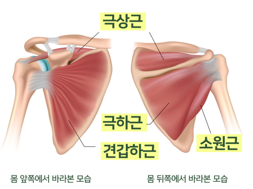회전근개를 앞에서 바라본 모습과 뒤에서 바라본 모습