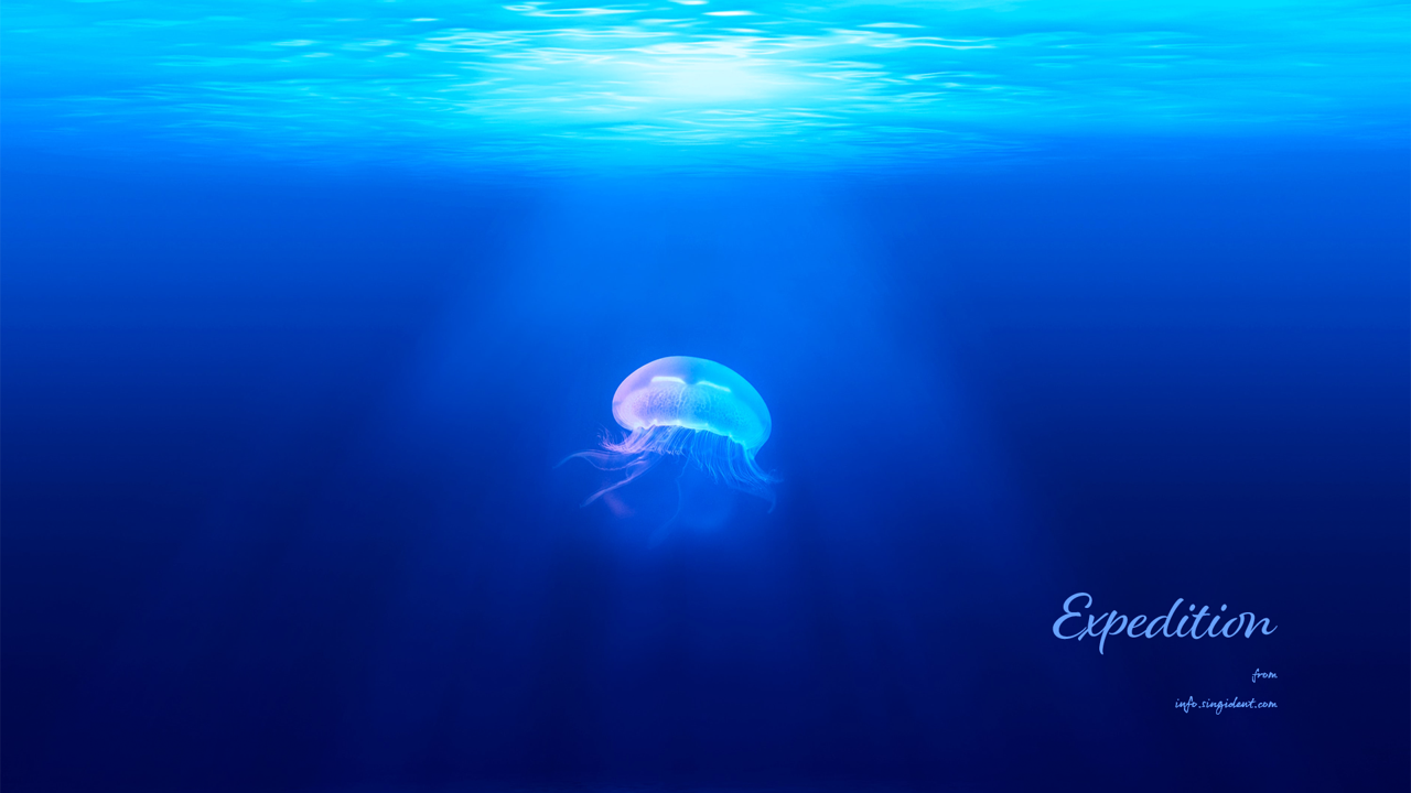 04 수면 아래 해파리 C - Expedition 여름배경화면