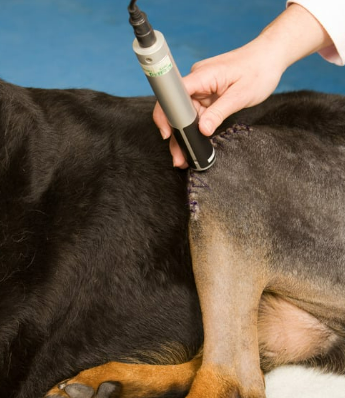 강아지 절뚝거림 슬개골 탈구 500만 원 수술비 막는 예방법