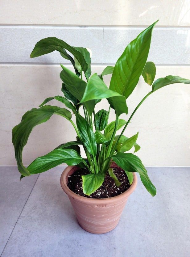 식물도 이사 스트레스를 받을까? – 분갈이 후의 회복기