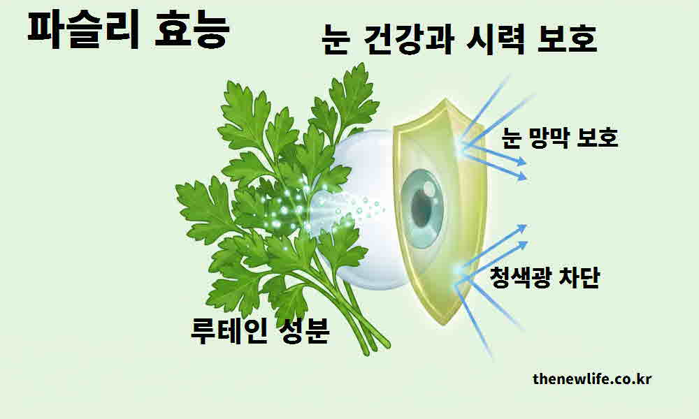 파슬리 효능 눈 건강 시력 보호