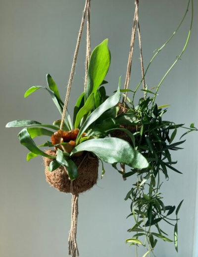 코코넛 화분의 박쥐란 립살리스