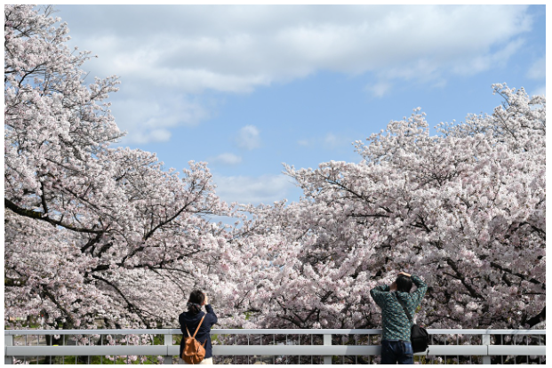 2025년 서울 벚꽃 축제