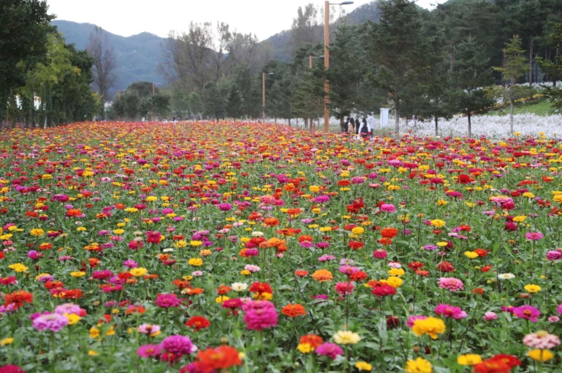 가평-자라섬-꽃-페스타-사진-2