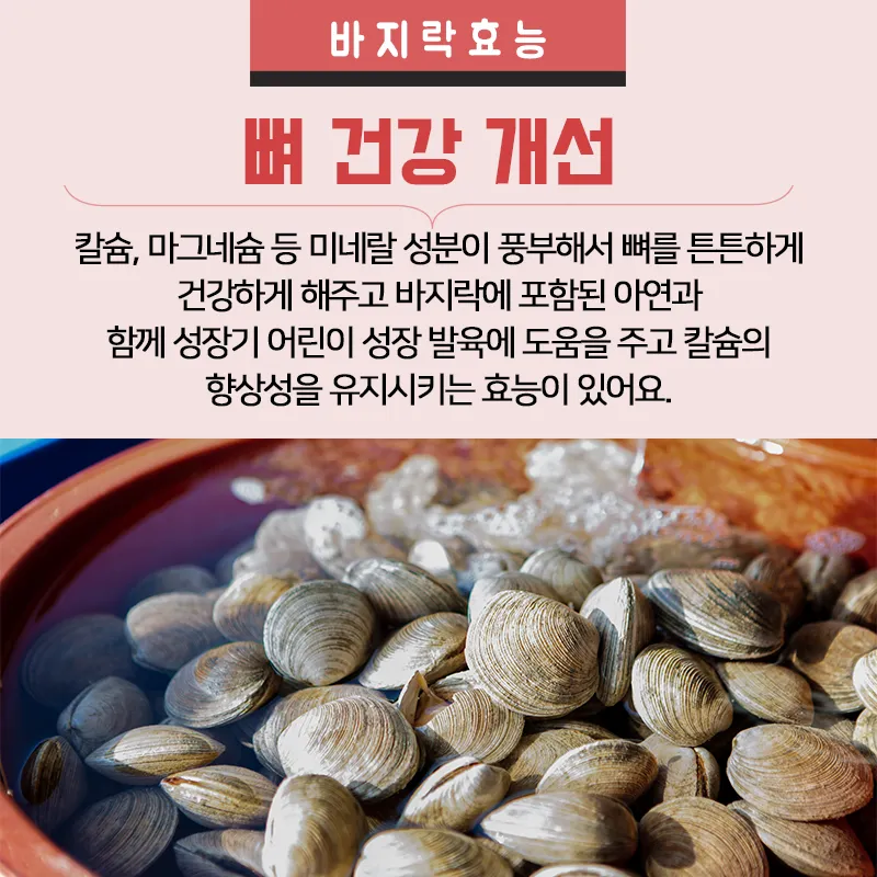 바지락 효능 보관방법 씻는법 해감시키는법_1