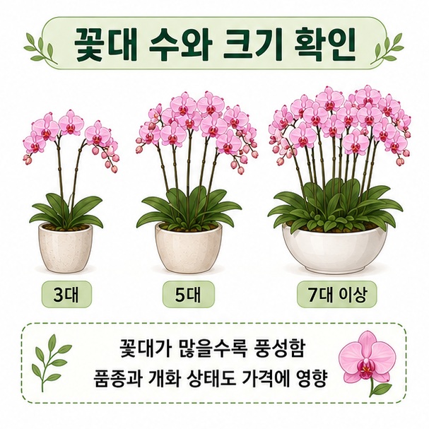 꽃대가 3개, 5개, 7개 이상인 호접난 화분을 나란히 배치해 꽃대 수와 크기가 가격에 미치는 차이를 표현한 이미지