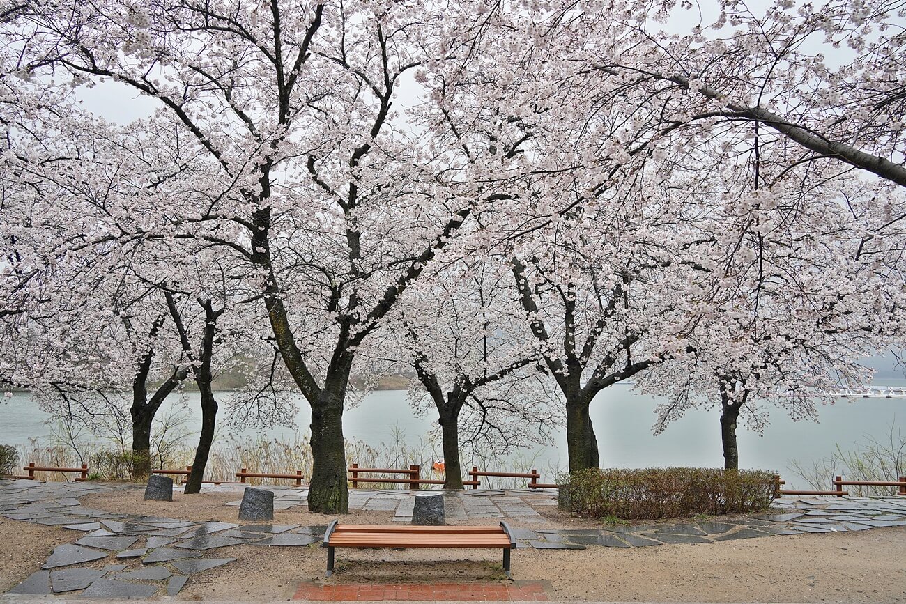 2025 전국 벚꽃 개화시기