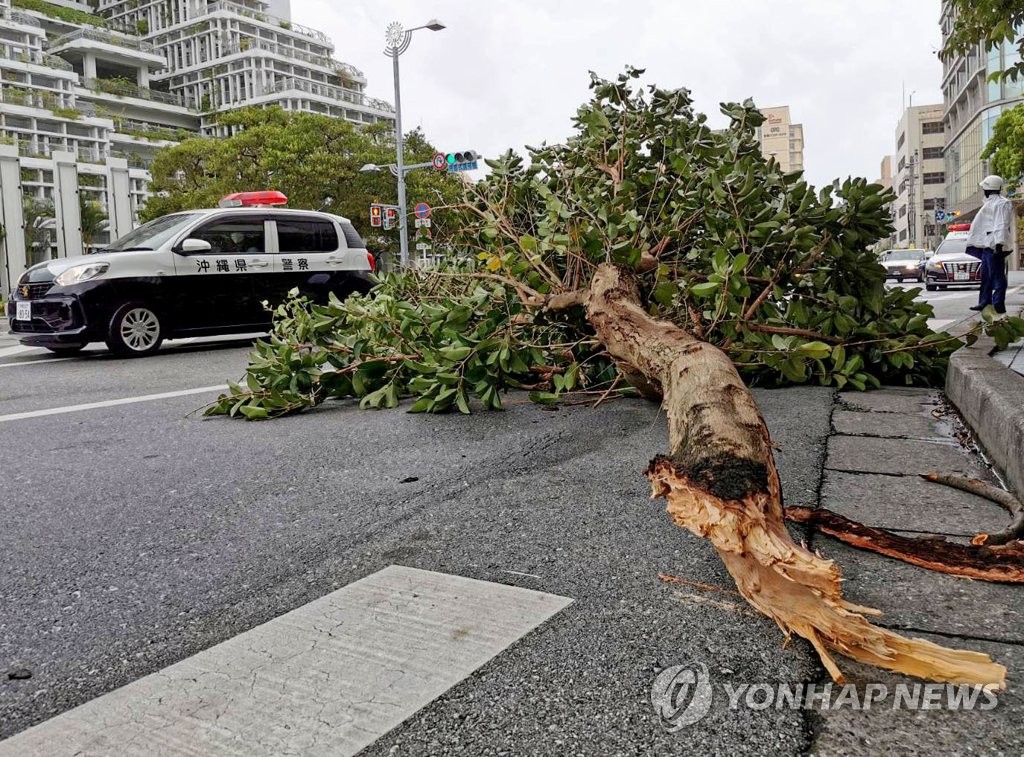 가로수가 부러져 도로에 쓰러져있는 사진입니다.
