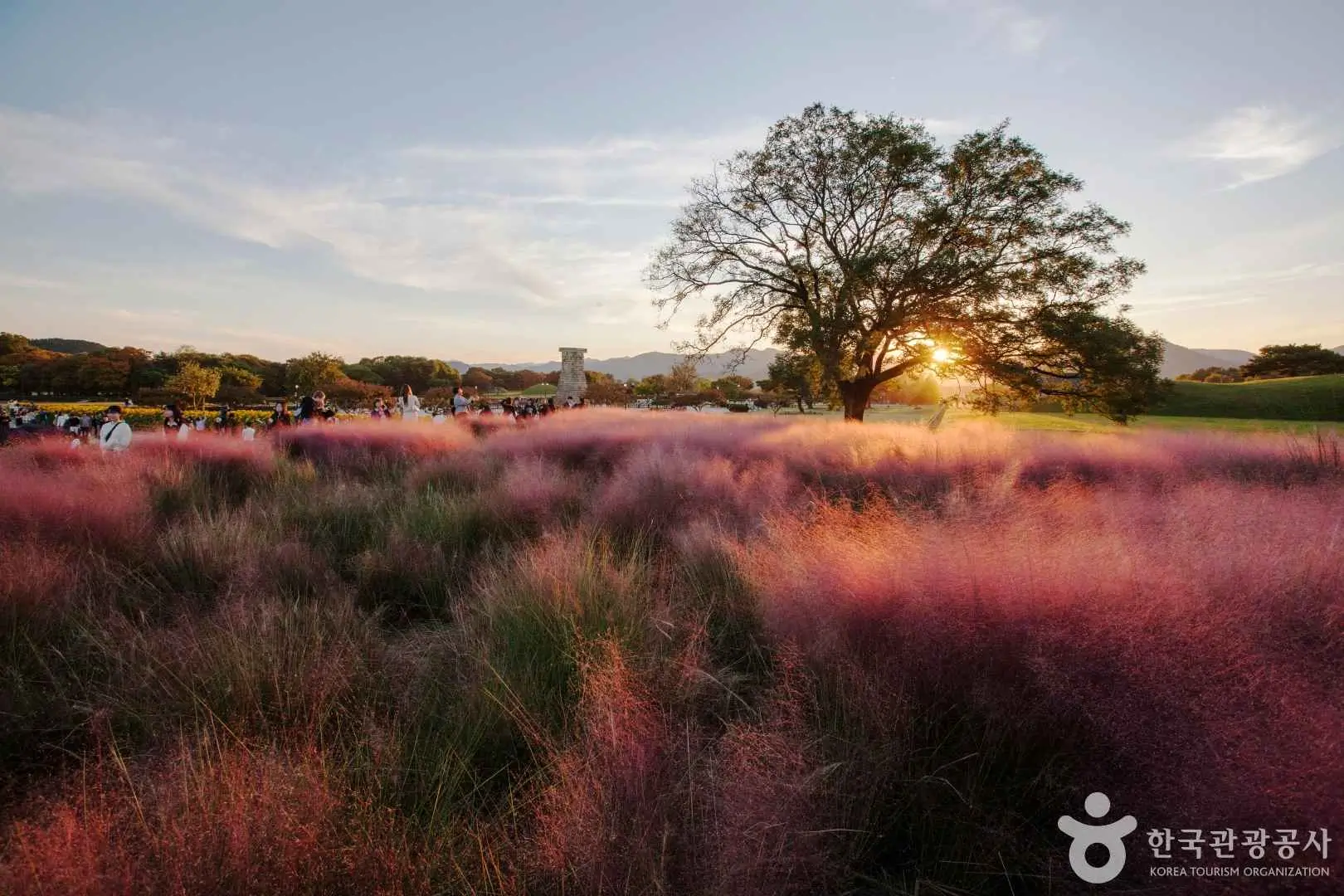 경주 첨성대 핑크뮬리