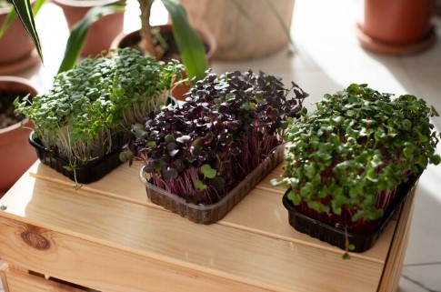 아파트 베란다에서 미니 정원 키우는 방법 (초보도 성공하는 단계별 가이드)