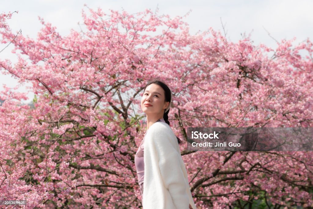벗꽃