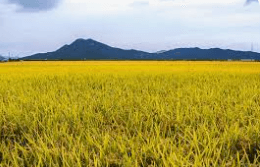 농지취득자격증명