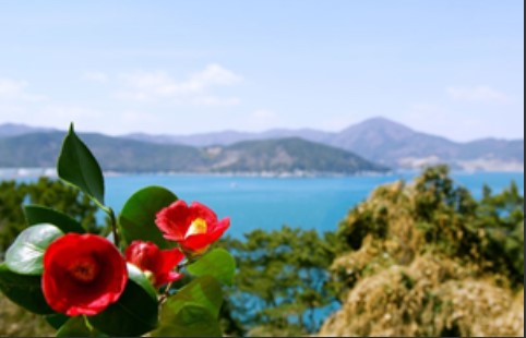 동백꽃 명소 동백나무 숲 명소 TOP 10