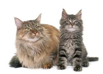 메인쿤 고양이 유전병_2