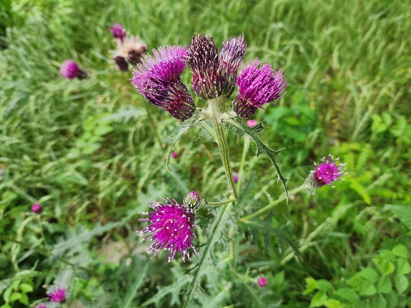 엉겅퀴(가시나물) Thistle