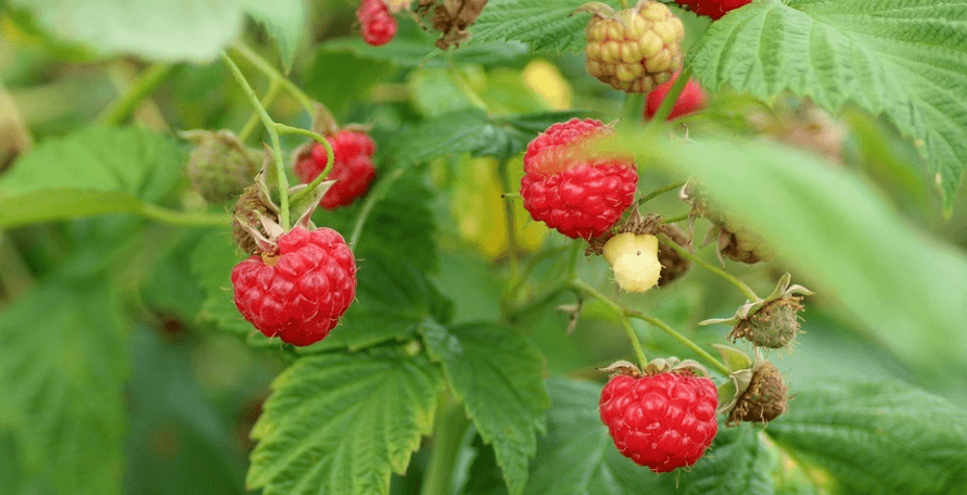 산딸기 사진 - 7